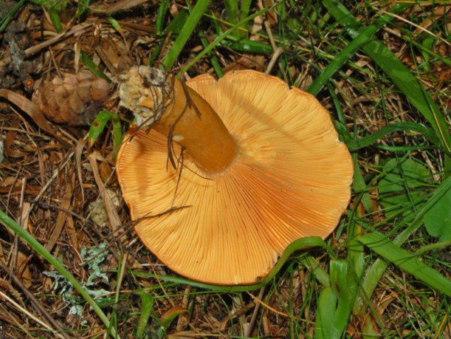 Un p� di funghi assortiti